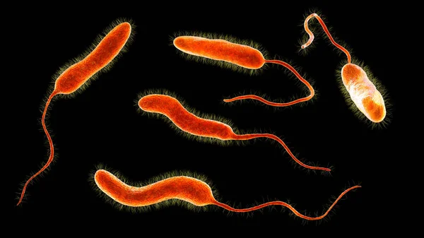 Bactérias Vibrio Cholerae Ilustração Bactéria Causadora Doença Cólera Transmitida Por — Fotografia de Stock