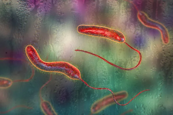Vibrio Cholerae Βακτήρια Εικόνα Βακτήριο Που Προκαλεί Νόσο Χολέρας Και — Φωτογραφία Αρχείου