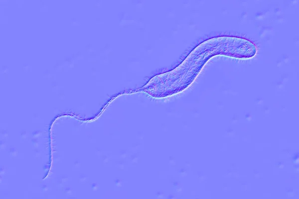 Vibrio Cholerae Bacterie Illustratie Bacterium Dat Cholera Veroorzaakt Door Besmet — Stockfoto