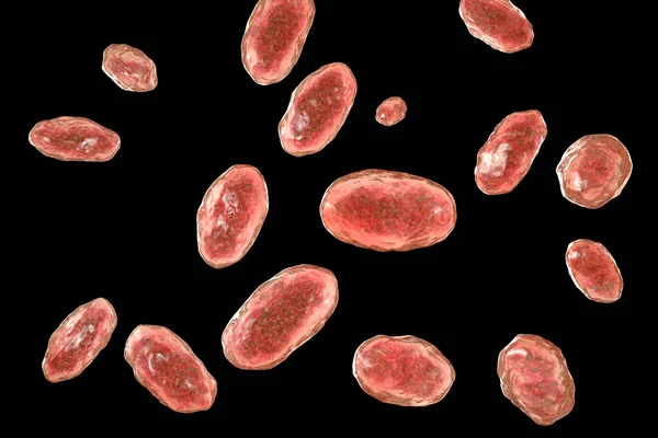 Yersinia enterocolitica bacteria, 3D illustration. Gram-negative bacteria of Enterobacteriaceae family, the causative agent of yersiniosis, mesenteric lymphadenitis