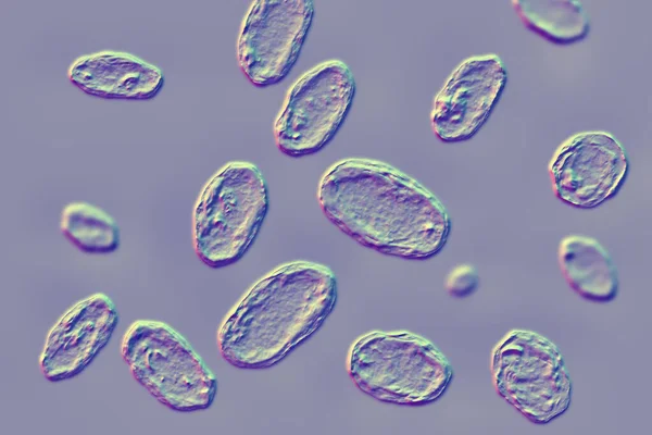 Bactéries Yersinia Enterocolitica Illustration Bactéries Gram Négatives Famille Des Enterobacteriaceae — Photo