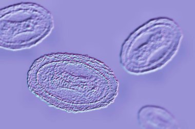 Yumuşakça bulaşıcı virüs, 3 boyutlu illüstrasyon. Poxvirus ailesinden bir virüs, deri enfeksiyonuna neden olur.