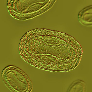 Maymun çiçeği virüsü, 3 boyutlu illüstrasyon. Poxviridae familyasından bir zoonotik virüs, çiçek benzeri bir hastalığa neden olur.