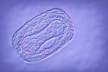 Maymun çiçeği virüsü, 3 boyutlu illüstrasyon. Poxviridae familyasından bir zoonotik virüs, çiçek benzeri bir hastalığa neden olur.