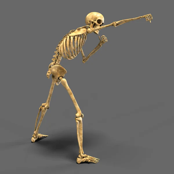 Anatomy of boxing sport, 3D illustration. Human skeleton in boxing position showing skeletal activity of boxing