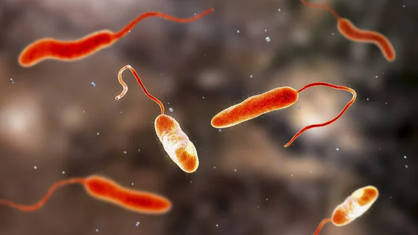 Vibrio Cholerae Bacteria Illustration Bacterium Which Causes Cholera Disease Transmitted — Stock Photo, Image