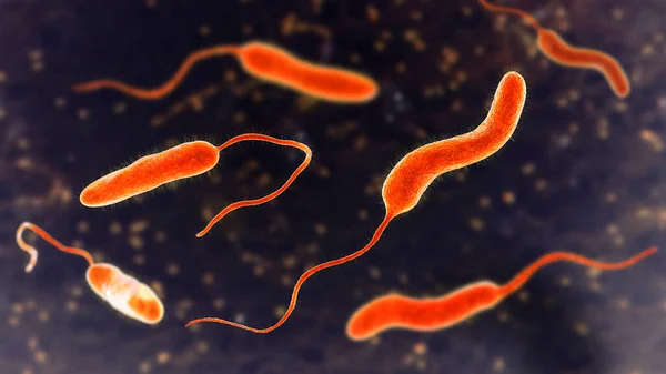 Vibrio Cholerae Bacteria Illustration Bacterium Which Causes Cholera Disease Transmitted — Stock Photo, Image