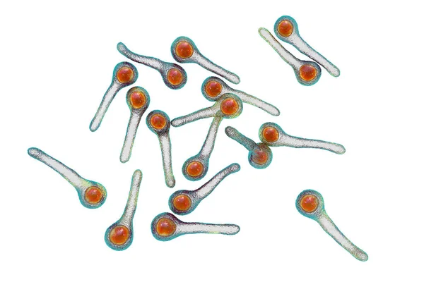 Clostridium Tetani Bacteria Agente Causal Del Tétanos Ilustración — Foto de Stock
