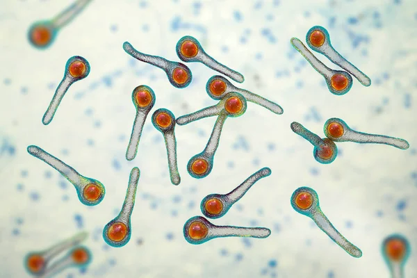 Clostridium Tetani Bacterie Veroorzaker Van Tetanus Illustratie — Stockfoto