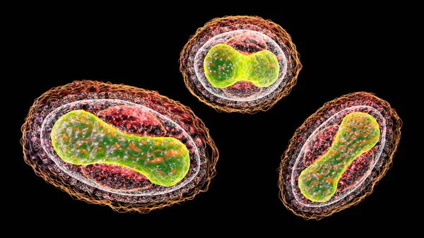 Вирус Вариолы Вирус Семейства Orthopoxviridae Вызывающий Оспу Другие Вирусы Семейства — стоковое фото