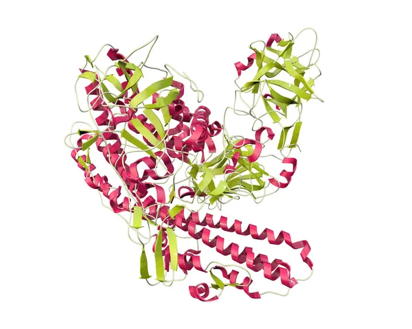 Molécula Neurotoxina Tétano Ilustração Proteína Neurotoxina Produzida Pela Bactéria Clostridium — Fotografia de Stock