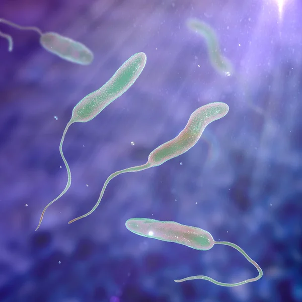 Vibrio Cholerae Bakterier Illustration Bakterier Der Forårsager Kolera Sygdom Overføres - Stock-foto