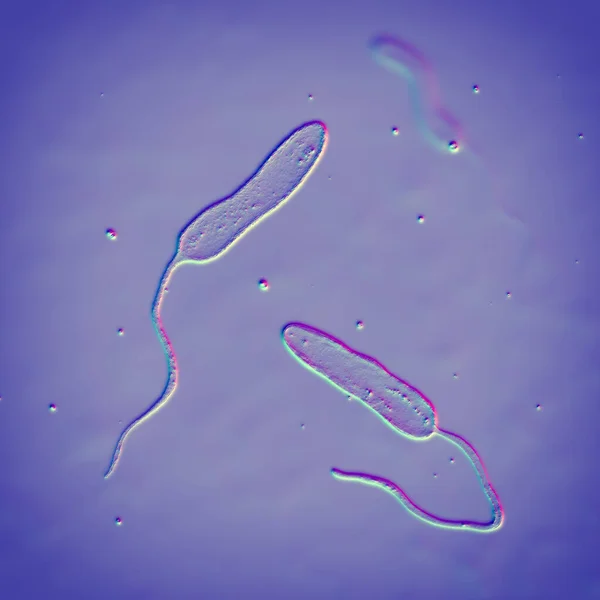 Vibrio Cholerae Baktérium Illusztráció Kolerajárványt Okozó Szennyezett Vízzel Továbbított Baktérium — Stock Fotó