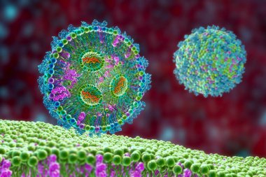 Lipid nanoparticle mRNA vaccine used against Covid-19 and influenza. 3D illustration showing cross-section of lipid nanoparticle carrying mRNA of the virus (orange) entering a human cell