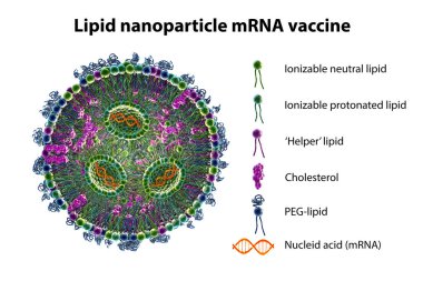 Lipid nanopartikül mRNA aşısı Covid-19 ve gribe karşı kullanılır. Virüsün mRNA 'sını taşıyan lipid nanopartikülünün çapraz kesitini gösteren 3D illüstrasyon (turuncu)