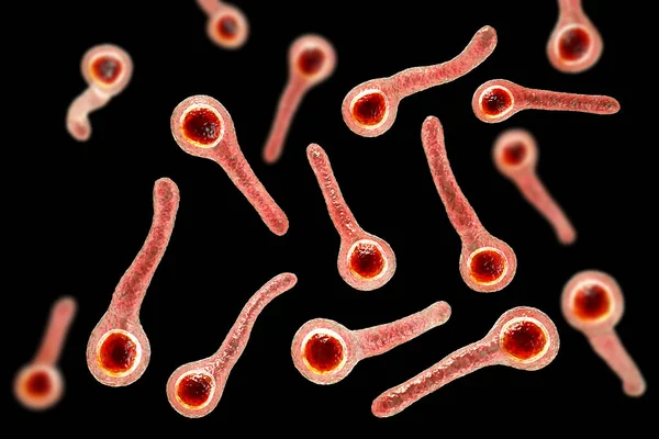 Bakterie Clostridium Tetani Czynnik Wywołujący Chorobę Tężcową Ilustracja — Zdjęcie stockowe