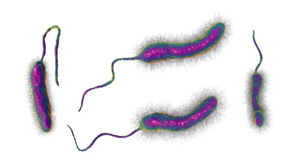 Vibrio Cholerae Bakterier Illustration Bakterium Som Orsakar Kolerasjukdom Och Överförs — Stockfoto