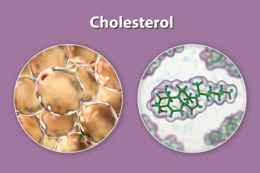 Yağ hücreleri ve kolesterol molekülü, 3 boyutlu illüstrasyon. Kolesterol, hücre zarlarının temel bileşenlerinden biridir. Adipose hücreleri en büyük ücretsiz kolesterol rezervuarını temsil eder.