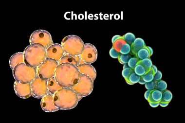Yağ hücreleri ve kolesterol molekülü, 3 boyutlu illüstrasyon. Kolesterol, hücre zarlarının temel bileşenlerinden biridir. Adipose hücreleri en büyük ücretsiz kolesterol rezervuarını temsil eder.
