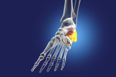 Ayağın kalkaneus kemiği. Topuk kemiği, ayaktaki tarsal kemiklerin en büyüğü. İnsan ayağı anatomisi. 3B illüstrasyon