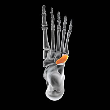 Ayağın küboid kemiği, tarsal ayak kemiklerinden biri. İnsan ayağı anatomisi. 3B illüstrasyon