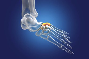 Ayağın küboid kemiği, tarsal ayak kemiklerinden biri. İnsan ayağı anatomisi. 3B illüstrasyon