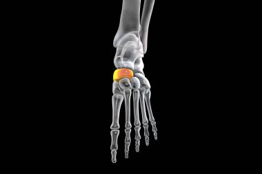 Ayağın Naviküler kemiği, tarsal ayak kemiklerinden biri. İnsan ayağı anatomisi. 3B illüstrasyon