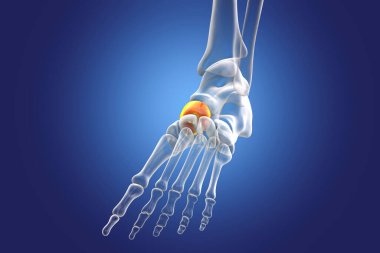 Ayağın Naviküler kemiği, tarsal ayak kemiklerinden biri. İnsan ayağı anatomisi. 3B illüstrasyon