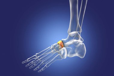Ayağın Naviküler kemiği, tarsal ayak kemiklerinden biri. İnsan ayağı anatomisi. 3B illüstrasyon