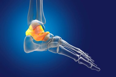 Ayak Talus kemiği, astragalus veya ayak bileği kemiği, tarsal ayak kemiklerinden biri. İnsan ayağı anatomisi. 3B illüstrasyon