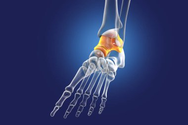 Ayak Talus kemiği, astragalus veya ayak bileği kemiği, tarsal ayak kemiklerinden biri. İnsan ayağı anatomisi. 3B illüstrasyon