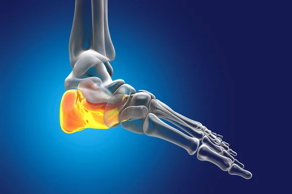 Calcaneus Bone Foot Heel Bone Largest Tarsal Bones Foot Human — Stok fotoğraf