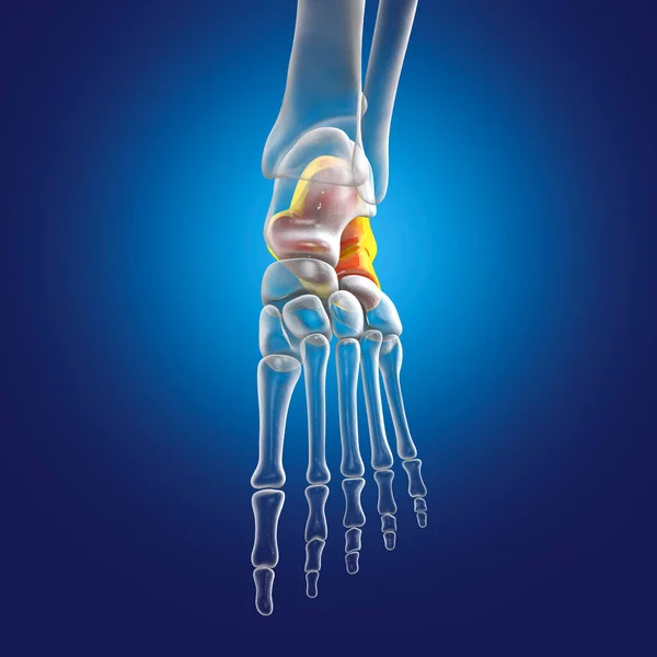 Calcaneus bone of the foot. Heel bone, the largest of the tarsal bones in the foot. Human foot anatomy. 3D illustration