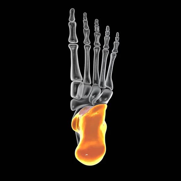 Calcaneus Bone Foot Heel Bone Largest Tarsal Bones Foot Human — Foto Stock