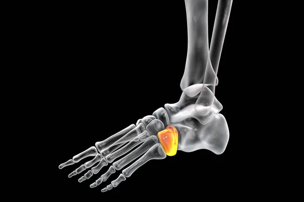 Cuboid Bone Foot One Tarsal Foot Bones Human Foot Anatomy — Stock Photo, Image
