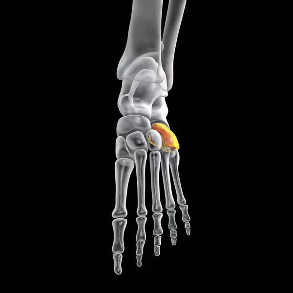 Cuboid Bone Foot One Tarsal Foot Bones Human Foot Anatomy — Fotografia de Stock