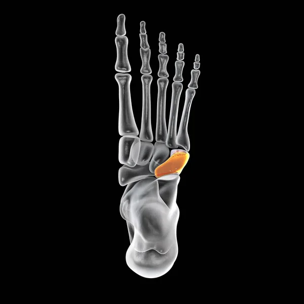 Cuboid Csont Láb Egyik Tarzális Láb Csont Emberi Láb Anatómia — Stock Fotó
