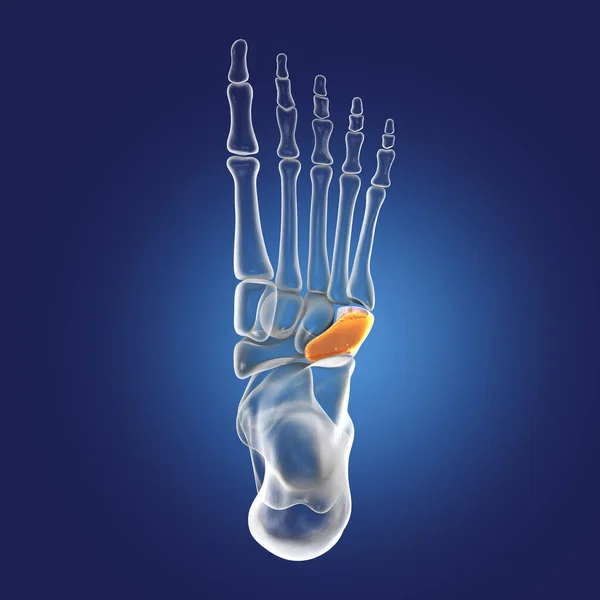 Cuboid Bone Foot One Tarsal Foot Bones Human Foot Anatomy — ストック写真