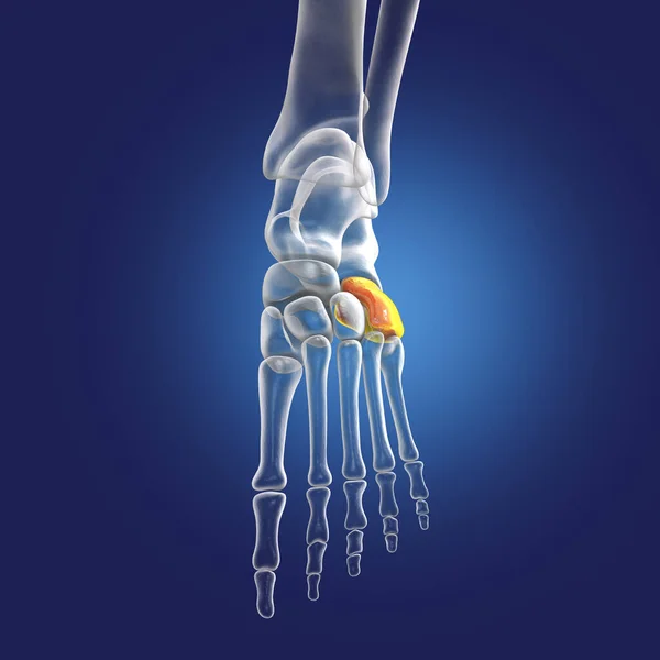 Кубоїдна Кістка Стопи Одна Кісток Ноги Таля Анатомія Людських Ніг — стокове фото