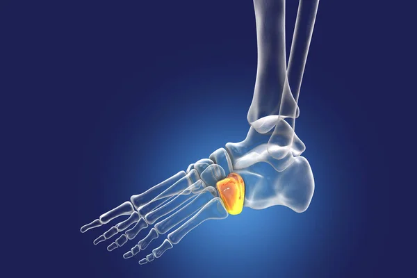 Кубоїдна Кістка Стопи Одна Кісток Ноги Таля Анатомія Людських Ніг — стокове фото