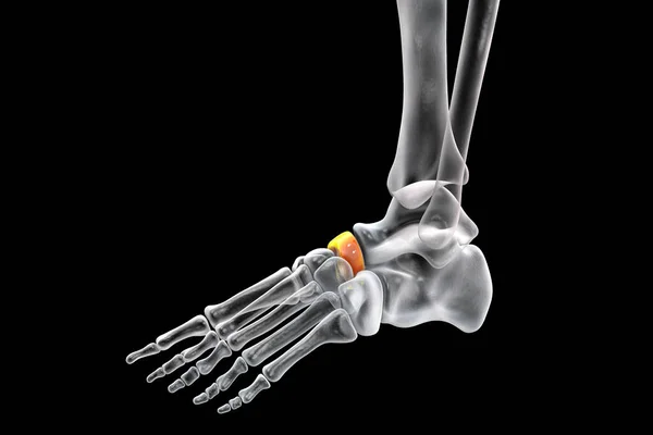 Láb Halántékcsontja Egyik Tarzális Lábcsont Emberi Láb Anatómia Illusztráció — Stock Fotó