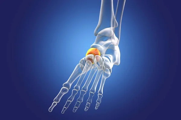 Navicular bone of the foot, one of the tarsal foot bones. Human foot anatomy. 3D illustration