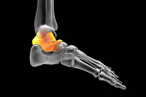 Talus Bone Foot Astragalus Ankle Bone One Tarsal Foot Bones — Stok fotoğraf
