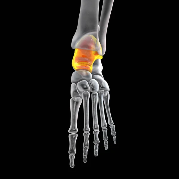 Talus Bone Foot Astragalus Ankle Bone One Tarsal Foot Bones — Stockfoto
