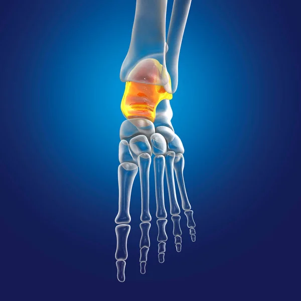 Talus bone of the foot, astragalus or ankle bone, one of the tarsal foot bones. Human foot anatomy. 3D illustration