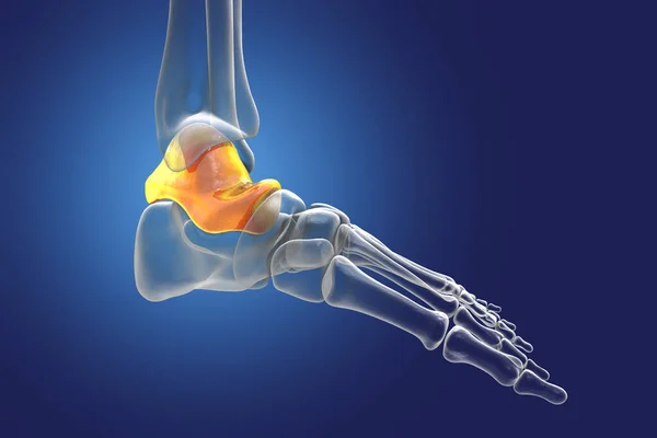 Talus bone of the foot, astragalus or ankle bone, one of the tarsal foot bones. Human foot anatomy. 3D illustration