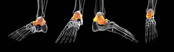 Talus Bone Foot Astragalus Ankle Bone One Tarsal Foot Bones — 스톡 사진