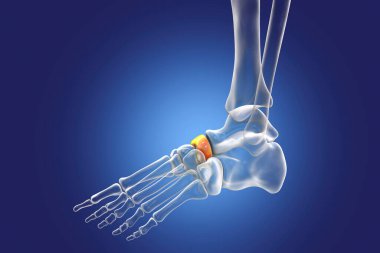 Ayağın Naviküler kemiği, tarsal ayak kemiklerinden biri. İnsan ayağı anatomisi. 3B illüstrasyon