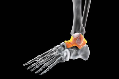 Talus bone of the foot, astragalus or ankle bone, one of the tarsal foot bones. Human foot anatomy. 3D illustration