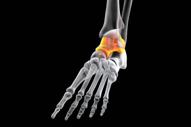 Ayak Talus kemiği, astragalus veya ayak bileği kemiği, tarsal ayak kemiklerinden biri. İnsan ayağı anatomisi. 3B illüstrasyon